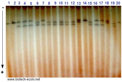 endopeptidases