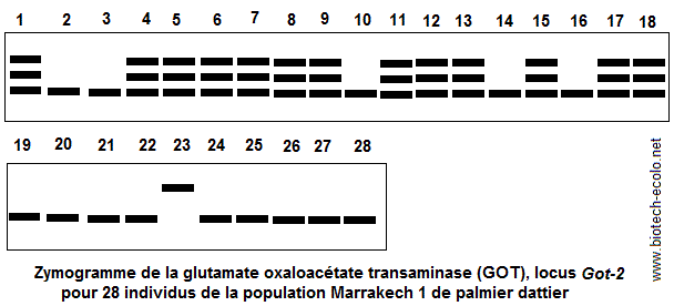 Glutamate oxaloacétate transaminase (GOT)
