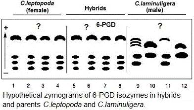 6-PGD