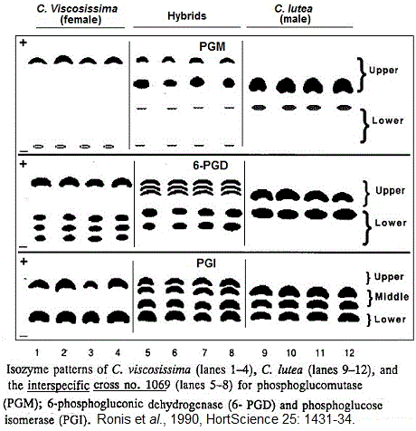 ISOZYMES