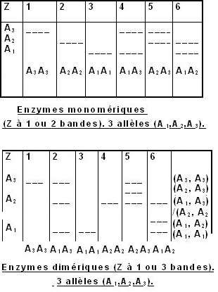 Isozymes à 3 allèles