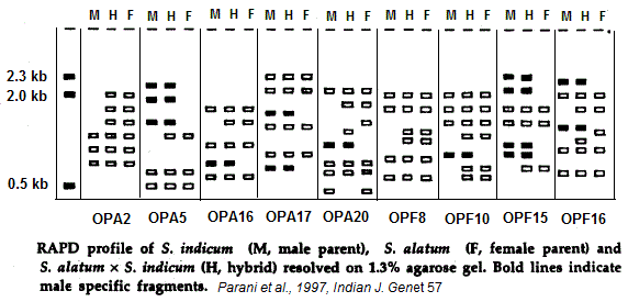 RAPD (PCR)
