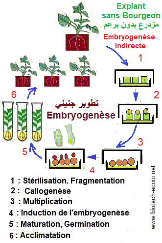 Embryogenèse somatique