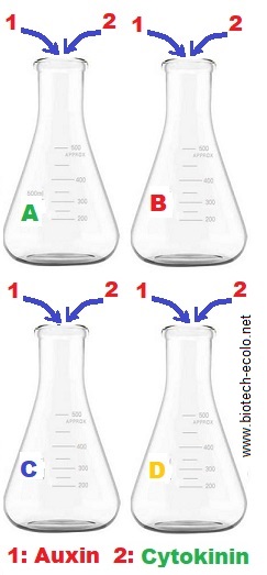 erlenmeyer