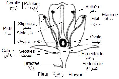 fleur