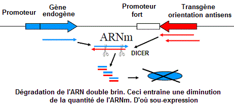 ARN antisens