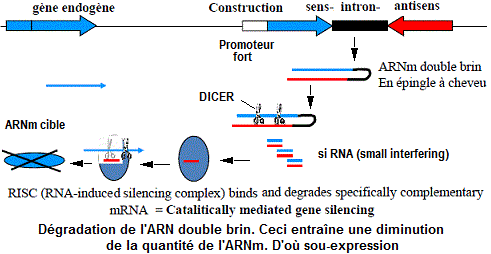ARN interference