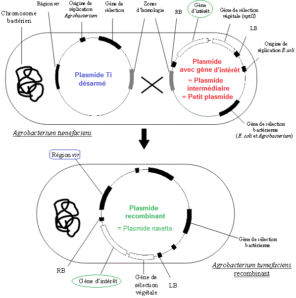 Vecteur: Agrobacterium tumefaciens recombinant. Co-intégration