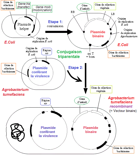 A.T recombinant binaire
