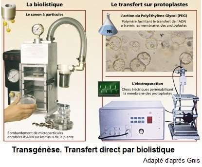 transfert biolistique, électroporation