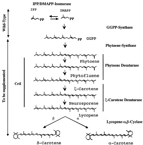 Carotène, vitamine A