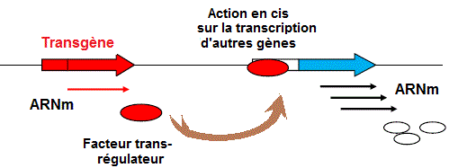 Facteurs cis-, tranc- régulateurs