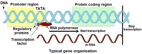 gene transcription