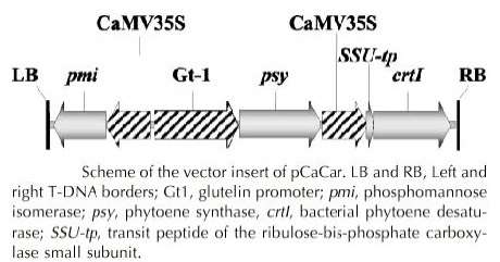 golden rice transgene