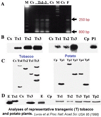 gene expression, electrophoresis
