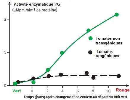 Tomate. Activité polygalacturonase