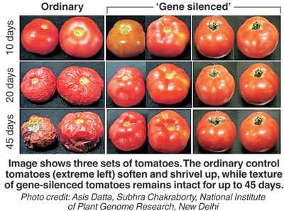 tomato flavr savr