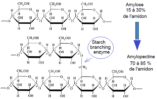 Amidon. Enzyme débranchante (SBE)