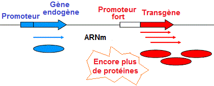 Transformation génétique sens