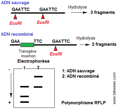 RFLP test