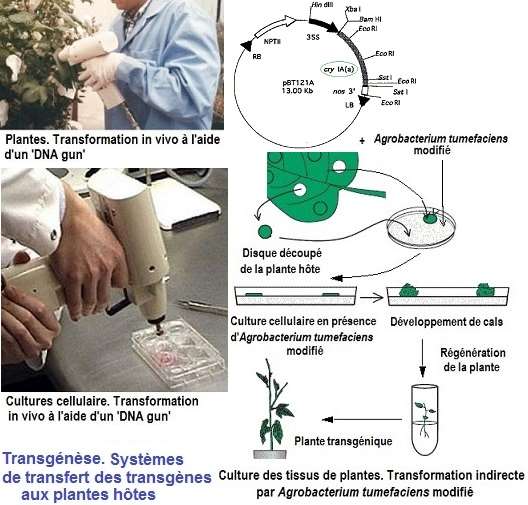 transgénèse, OGM (via Agrobacterium tumefaciens)