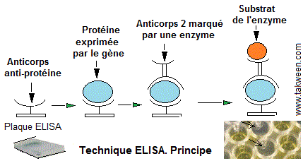 ELISA. Caractérisation transgènes