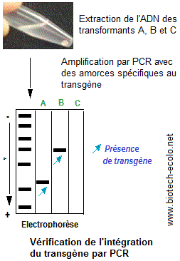 Transgénèse. Caractérisation moléculaire