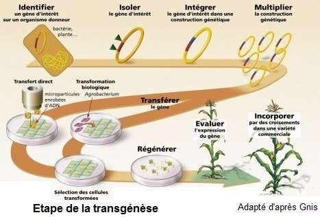 Transgénèse. Etapes