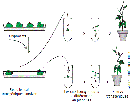 Plante transgénique. Régénération