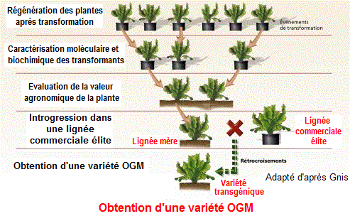 variété OGM