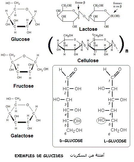 Glucides, Sucres