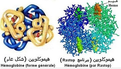 Hémoglobine (fonction des protéines, fonction , وظيفة البروتينات)