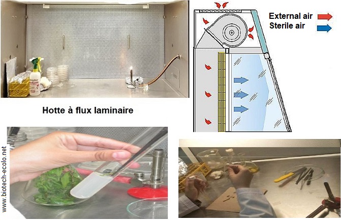 culture in vitro, hotte à flux laminaire