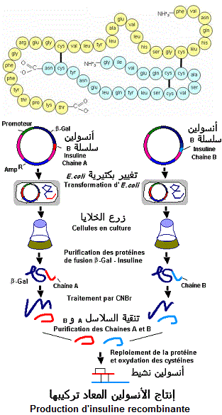 biotechnologies, santé au Maroc