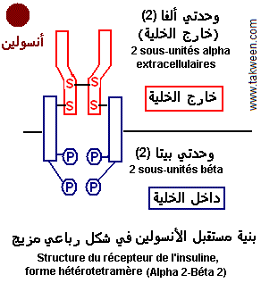 Récepteur insuline