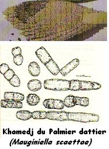 Mauginiella scaettae