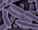 Biofertilisants. Bactéries
