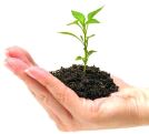 fertilisants