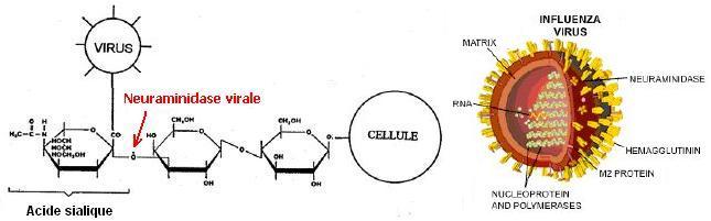 neuraminidase du virus de la grippe