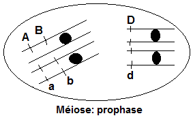 Méiose. Prophase (génétique)