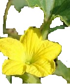 melon
