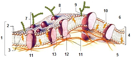 Membrane cellulaire