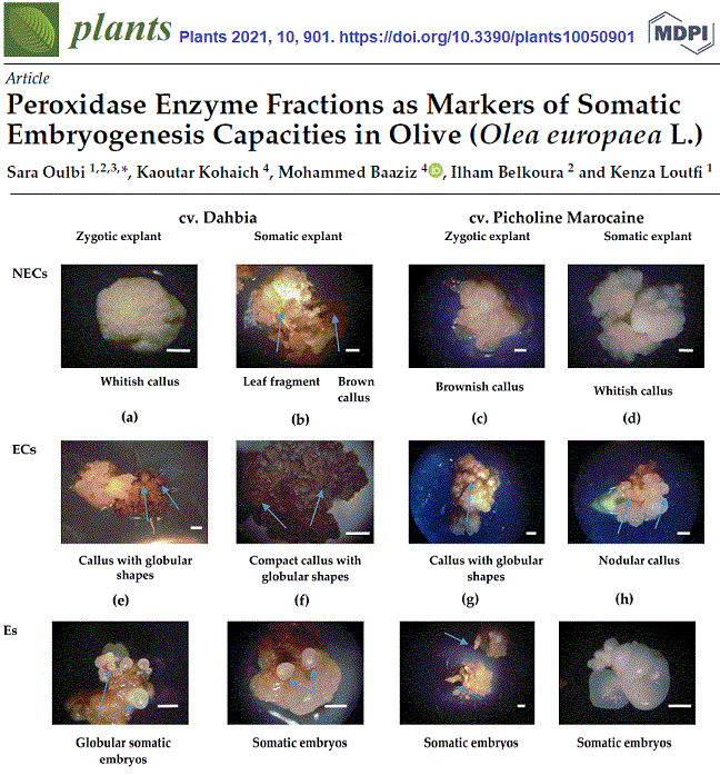 Olive embryogenesis