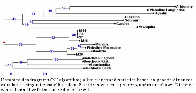 Olea europaea. Microsatellites (SSR)