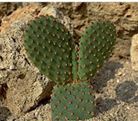 O. microdasys
