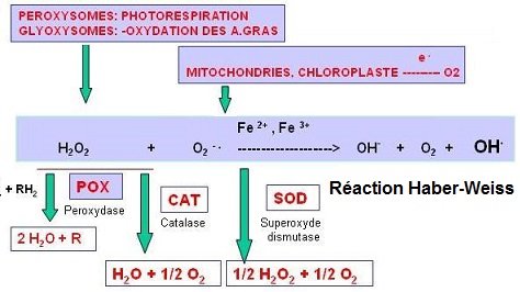 espèces d'oxygène réactives et enzymes d'antioxydation