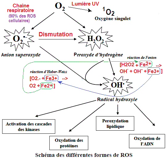 Oxygène et espèces réactives