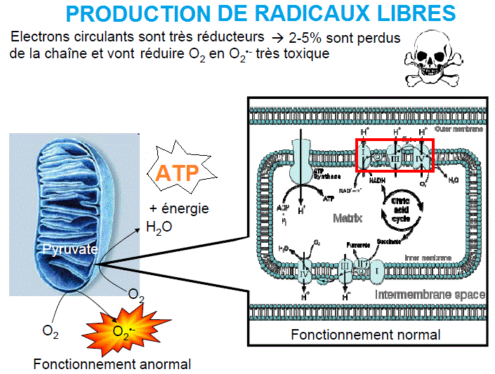 Chaîne respiratoire