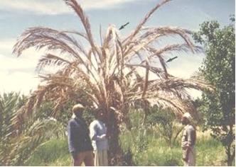 Bayoud, monoculture, recherche scientifique, البيوض