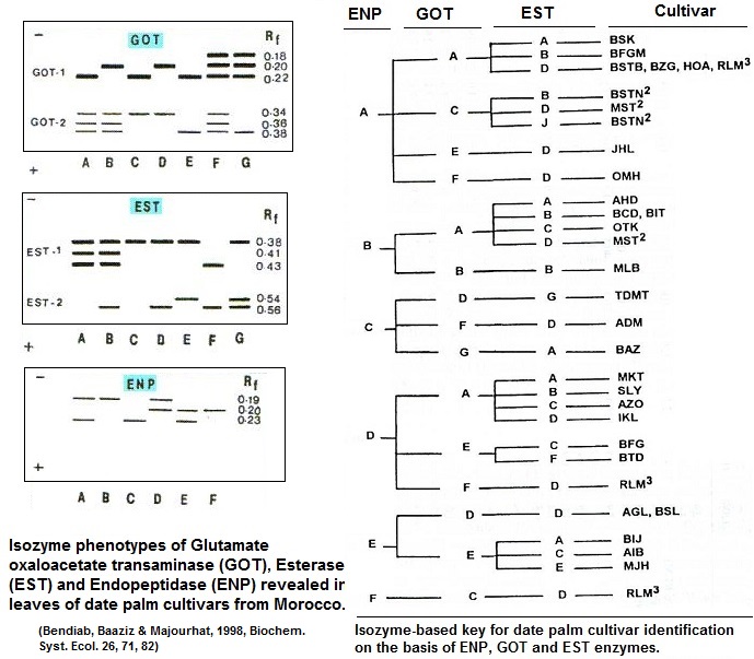 Morocco. isoenzyme-based key pfor cultivars